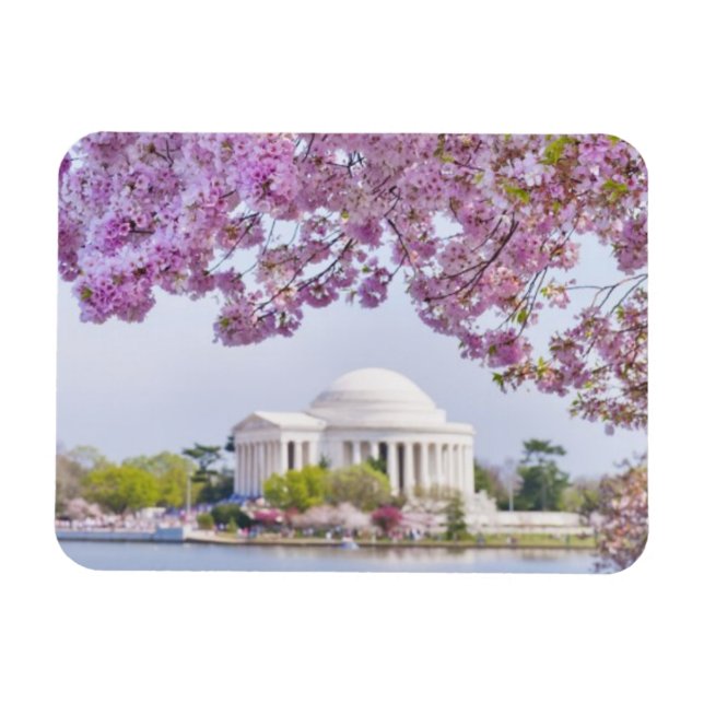 USA, Washington DC, Cherry träd i blomning Magnet (Horisontell)