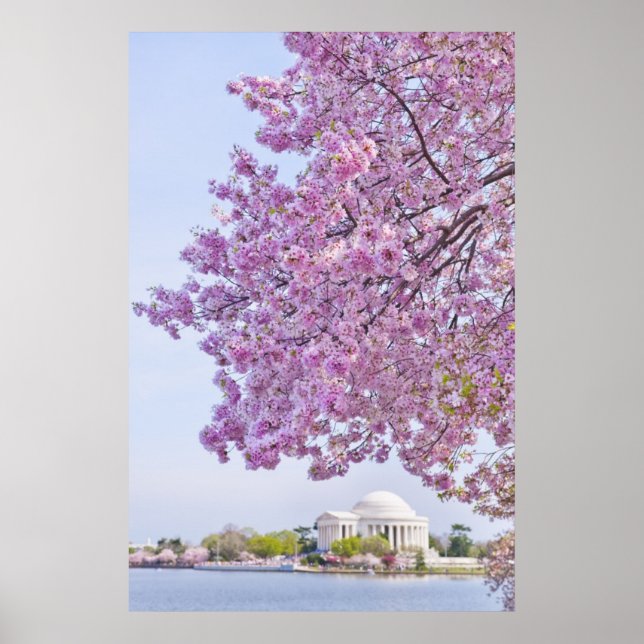 USA, Washington DC, Cherry träd i blomning Poster (Framsidan)