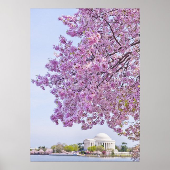 USA, Washington DC, Cherry träd i blomning Poster (Framsidan)