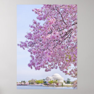 USA, Washington DC, Cherry träd i blomning Poster