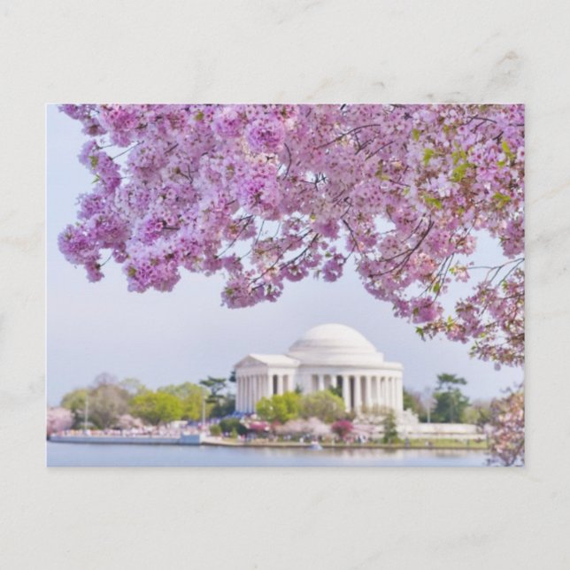 USA, Washington DC, Cherry träd i blomning Vykort (Framsida)