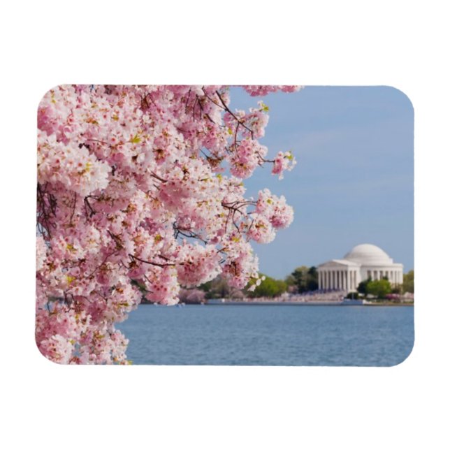 USA, Washington DC, Cherry träd Magnet (Horisontell)
