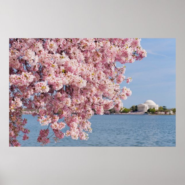 USA, Washington DC, Cherry träd Poster (Framsidan)