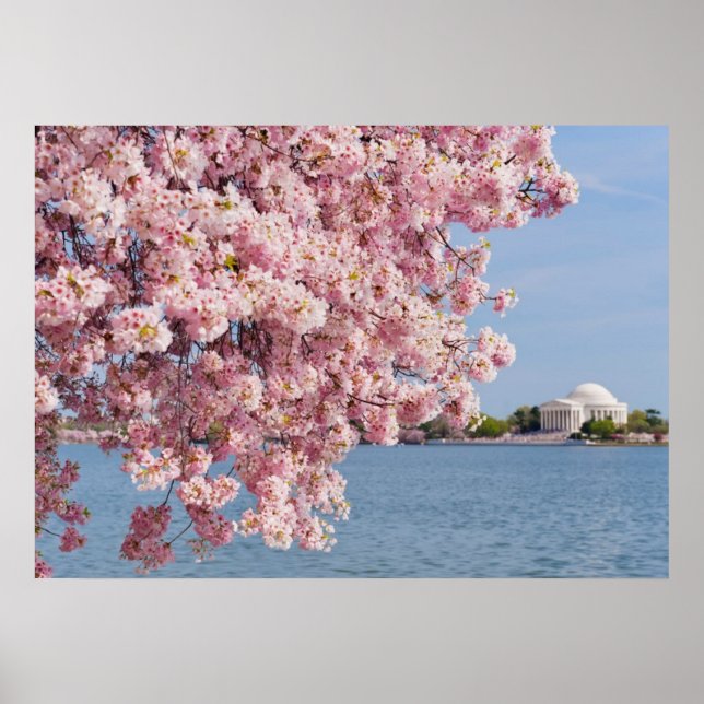 USA, Washington DC, Cherry träd Poster (Framsidan)