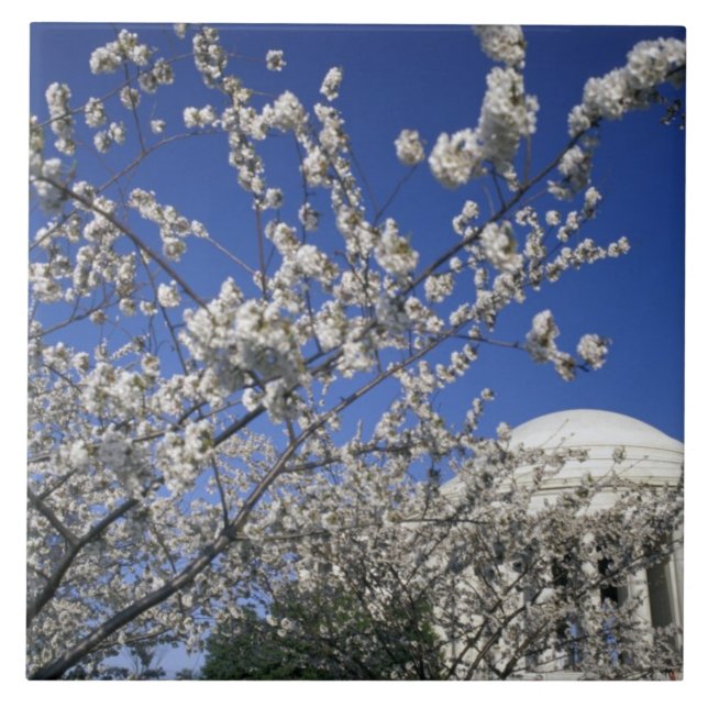 USA, Washington DC. Körsbärsblomfestivalen och 2 Kakelplatta (Framsidan)