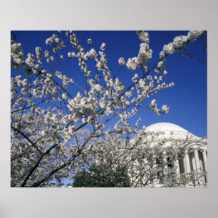 USA, Washington DC. Körsbärsblomfestivalen och 2 Poster