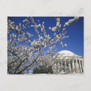 USA, Washington DC. Körsbärsblomfestivalen och 2 Vykort