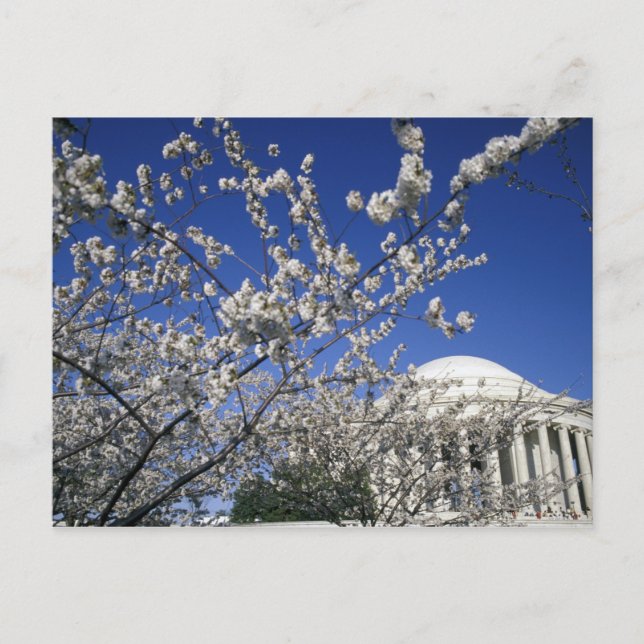 USA, Washington DC. Körsbärsblomfestivalen och 2 Vykort (Framsida)