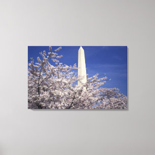 USA, Washington DC. Körsbärsblomfestivalen och Canvastryck