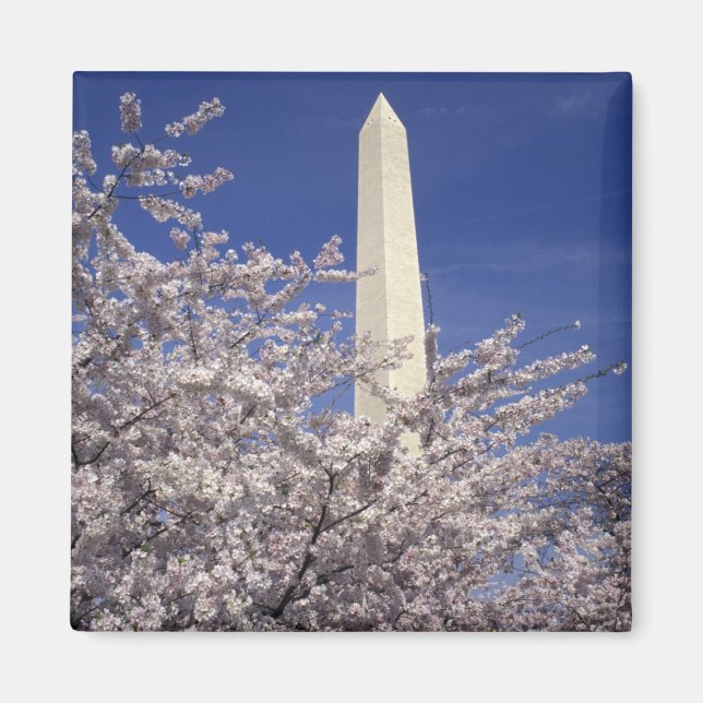 USA, Washington DC. Körsbärsblomfestivalen och Magnet (Framsidan)