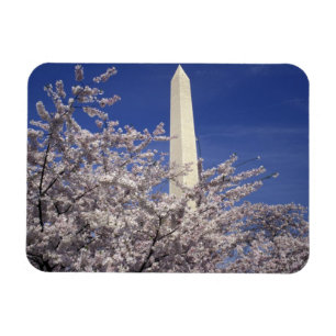 USA, Washington DC. Körsbärsblommarfestivalen och Magnet
