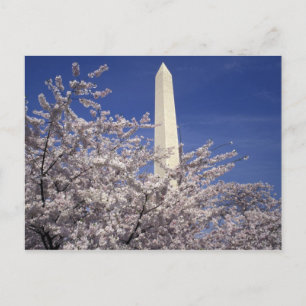USA Washington DC. Körsbärsröd blommarfestival och Vykort