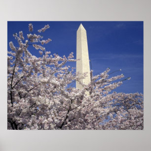 USA Washington DC. Körsbärsröd blommarfestival Poster