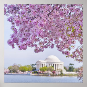 USA Washington DC, körsbärsrött träd i blom Poster