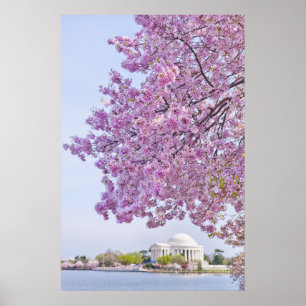 USA Washington DC, körsbärsrött träd i blom Poster