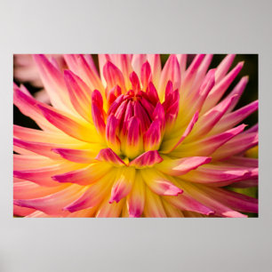 USA, Washington. Detalj av Dahlia-blomma Poster