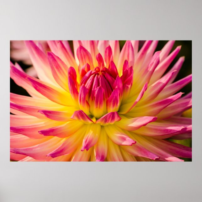 USA, Washington. Detalj av Dahlia-blomma Poster (Framsidan)