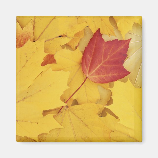 USA, Washington, Finch Arboretum, Red och Magnet (Framsidan)