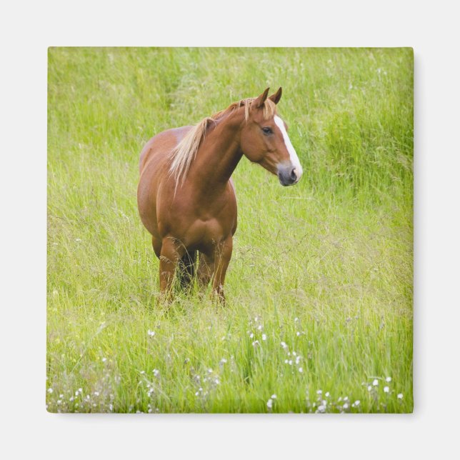 USA, Washington, Häst i vårfält, Magnet (Framsidan)