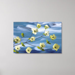 USA, Washington, Hood Canal. Stillahavsdogwood Canvastryck
