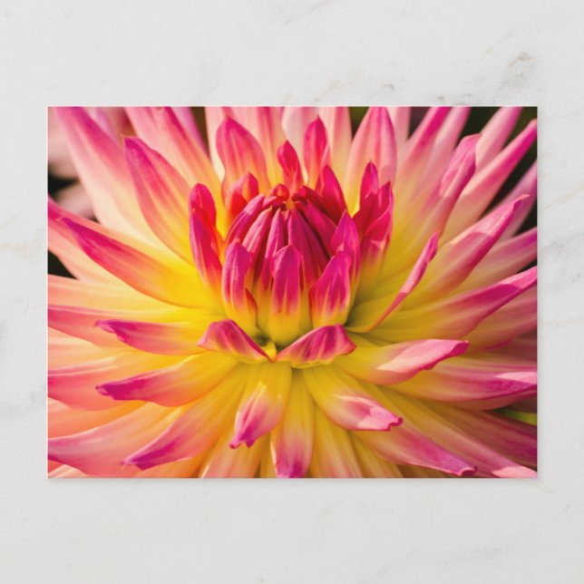 USA, Washington. Information om Dahlia Flower Vykort (Framsida)