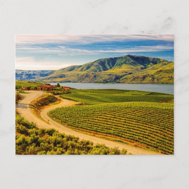USA, Washington, Lake Chelan. Benson Vineyards Vykort (Framsida)