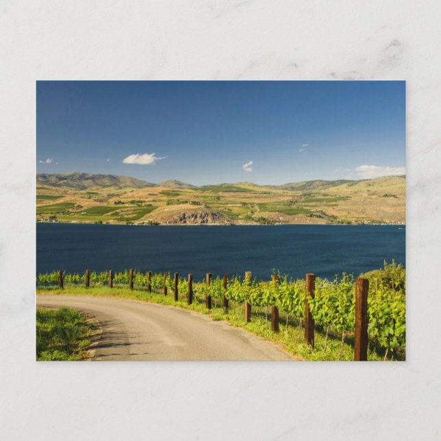 USA, Washington, Lake Chelan. Vinodling Vykort (Framsida)