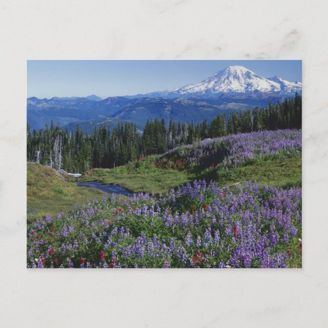 USA, Washington Mt. Adams Wilderness, Ängar Vykort (Framsida)