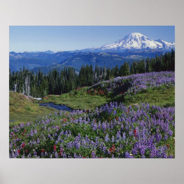 USA, Washington Mt. Adams Wilderness, Meadows Poster (Framsidan)