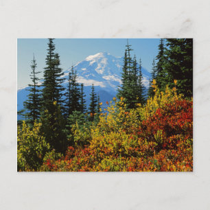 USA, Washington, Mt. Rainier National Park 2 Vykort