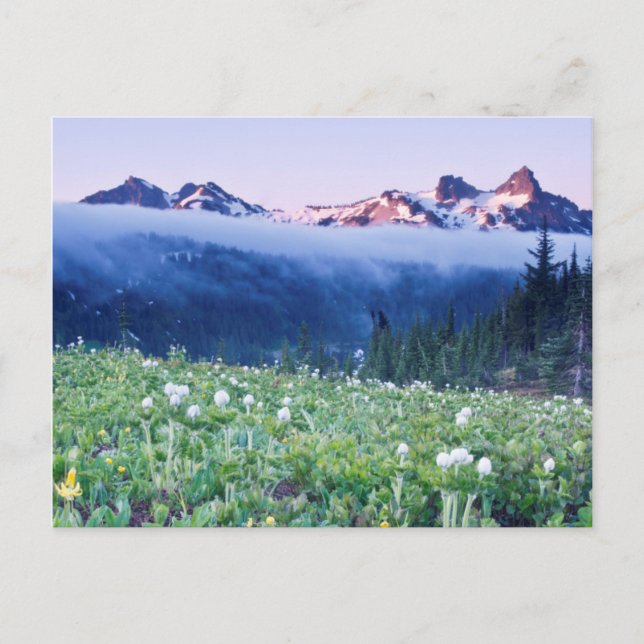 USA, Washington, Mt Rainier National Park 4 Vykort (Framsida)