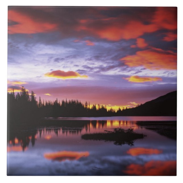 USA, Washington, Mt. Rainier National Park, Kakelplatta (Framsidan)