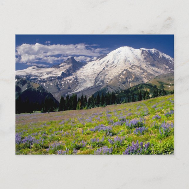 USA, Washington, Mt. Rainier National Park. Vykort (Framsida)