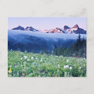 USA, Washington, Mt. Rainier Nationalpark 4 Vykort