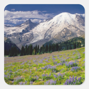 USA, Washington, Mt. Rainier nationalpark. Fyrkantigt Klistermärke