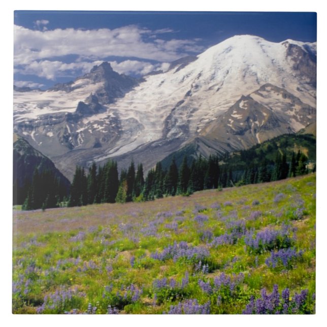 USA, Washington, Mt. Rainier nationalpark. Kakelplatta (Framsidan)