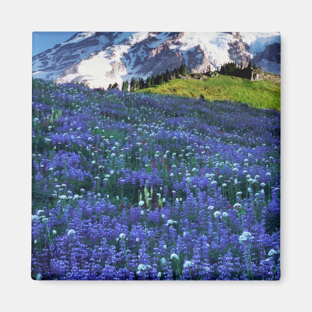 USA, Washington, Mt. Rainier nationalpark. Mt. Magnet (Framsidan)