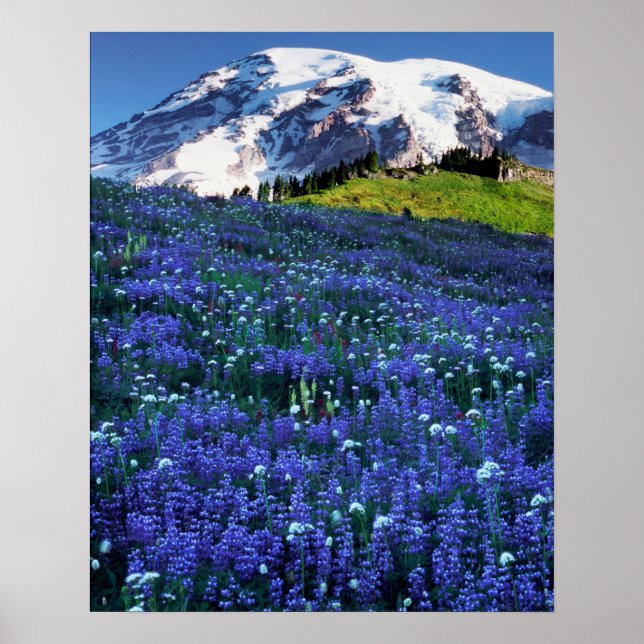 USA, Washington, Mt. Rainier nationalpark. Mt. Poster (Framsidan)
