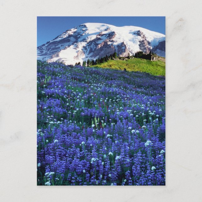 USA, Washington, Mt. Rainier nationalpark. Mt. Vykort (Framsida)