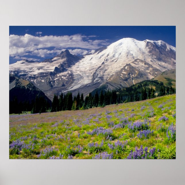 USA, Washington, Mt. Rainier nationalpark. Poster (Framsidan)