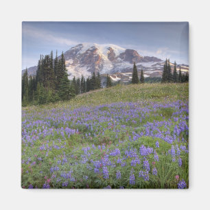 USA, Washington, Mt. Rainier NP, Mt. Rainier och Magnet