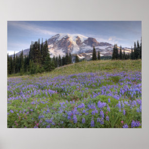 USA, Washington, Mt. Rainier NP, Mt. Rainier och Poster