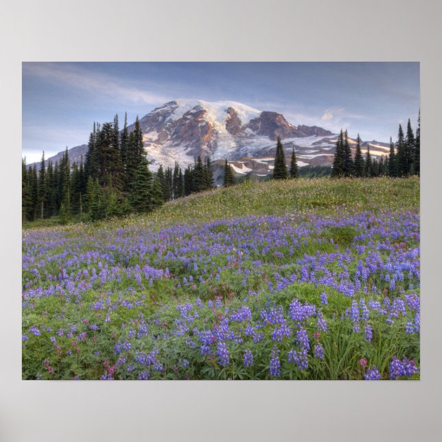 USA, Washington, Mt. Rainier NP, Mt. Rainier och Poster (Framsidan)