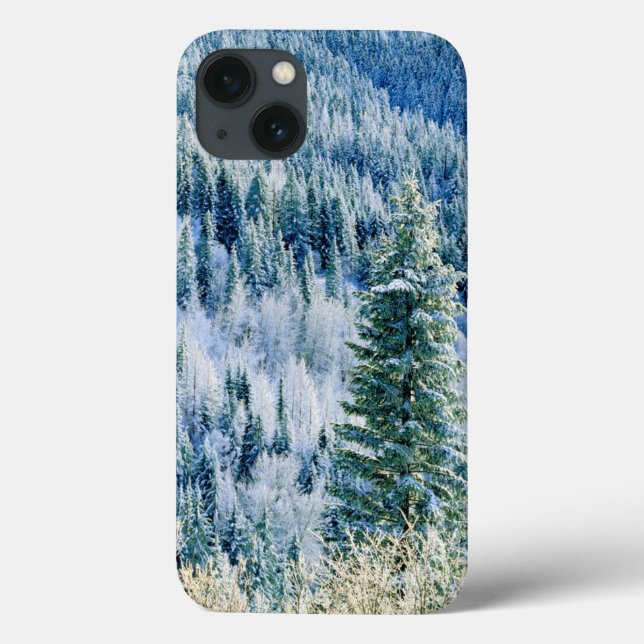 USA, Washington, Mt. Spokane State Park, Aspen (Baksida)