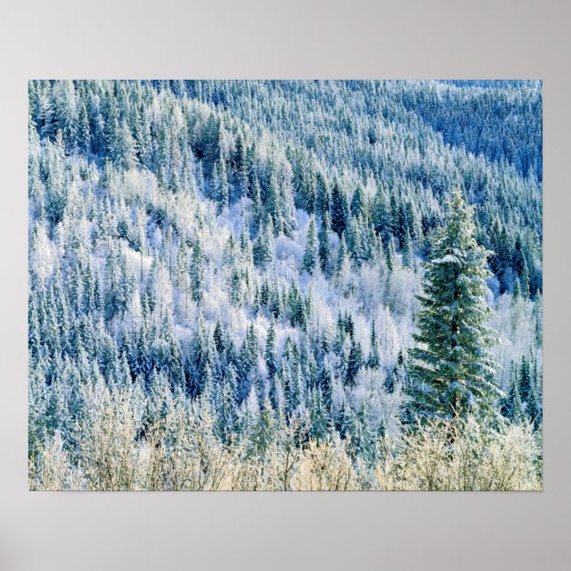 USA, Washington, Mt Spokane State Park, Aspen 2 Poster (Framsidan)