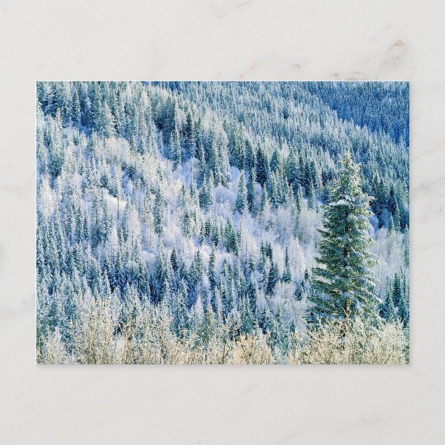 USA, Washington, Mt Spokane State Park, Aspen 2 Vykort (Framsida)