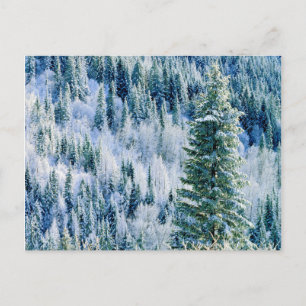 USA, Washington, Mt. Spokane State Park, Aspen Vykort