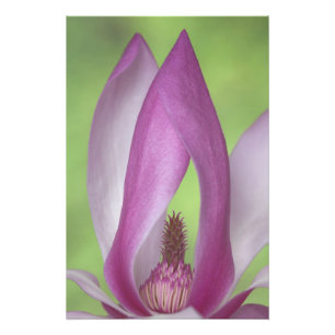 USA, Washington. Närbild av magnoliablomma. Fototryck