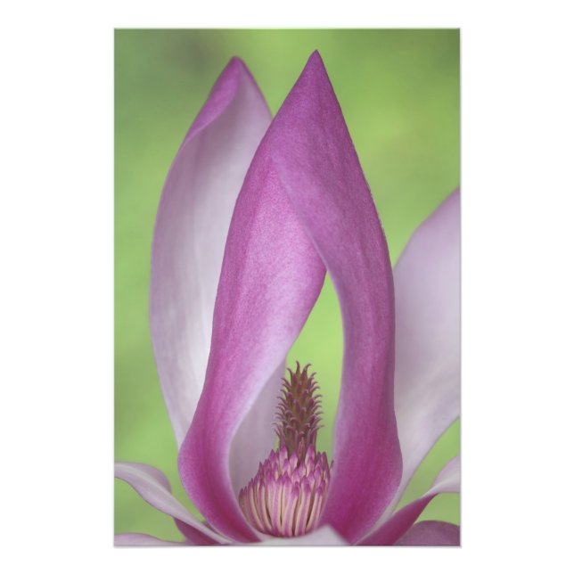 USA, Washington. Närbild av magnoliablomma. Fototryck (Framsidan)