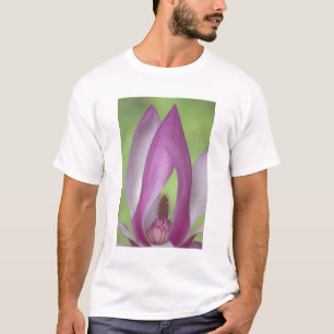 USA, Washington. Närbild av magnoliablomma. Tee